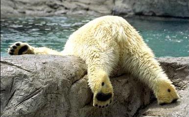 A polar bear sort of day